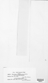 Puccinia recondita image